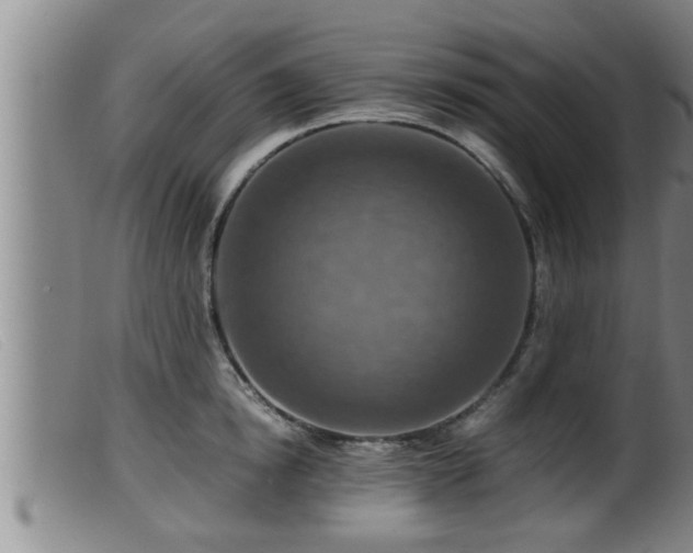 X0000099530854200805231100