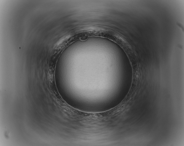 X0000099530869200805231100