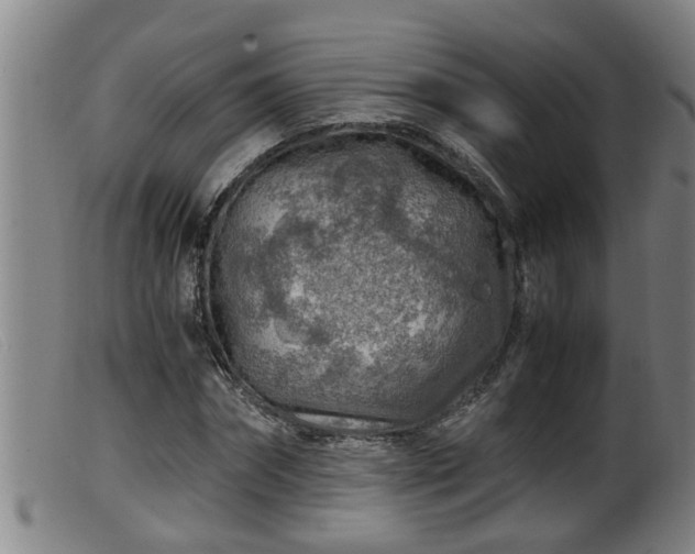 X0000099530874200805231100