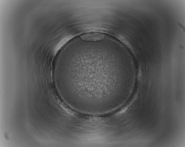 X0000099530877200805231100