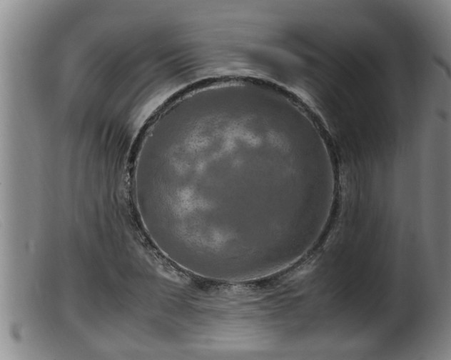 X0000099530879200805231059