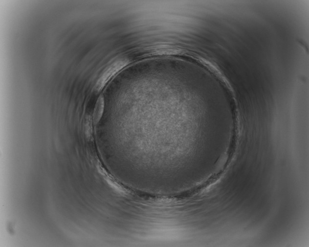 X0000099530889200805231059