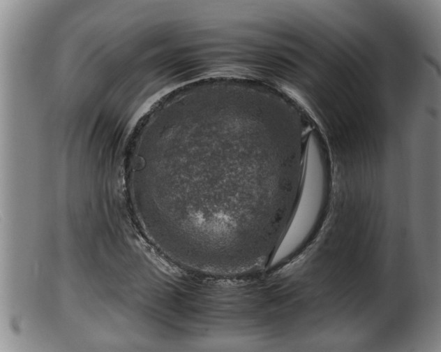 X0000099530923200805231058