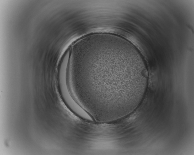 X0000099530992200805231058