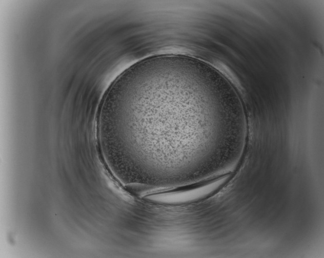X0000099531044200805231057