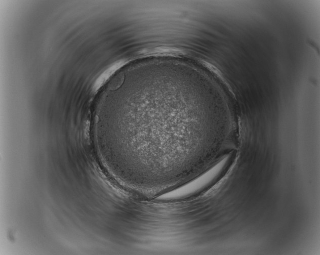 X0000099531066200805231056