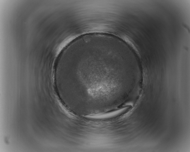 X0000099531077200805231056