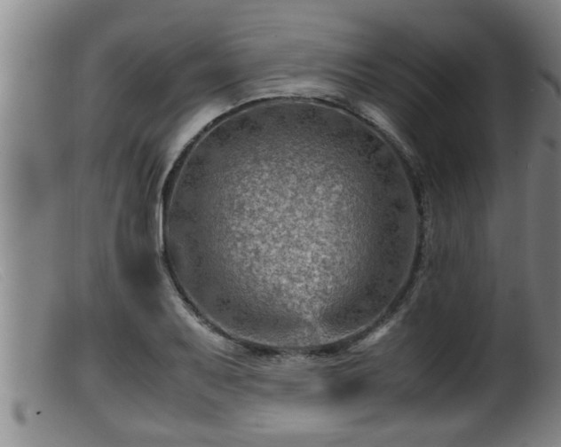 X0000099531079200805231056