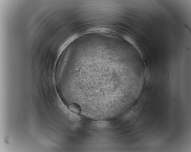 X0000099531090200805231056