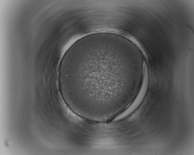 X0000099531102200805231056