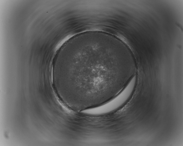 X0000099531127200805231055