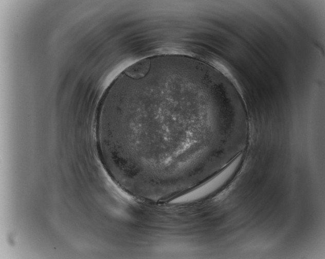 X0000099531141200805231056