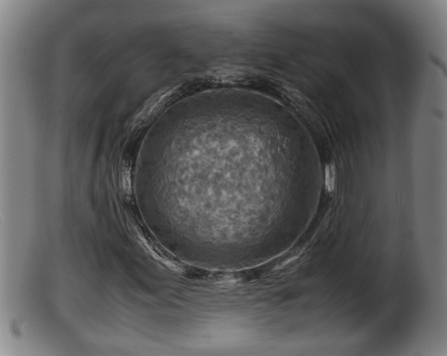 X0000099531155200805231055