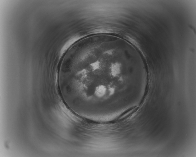 X0000099531179200805231055