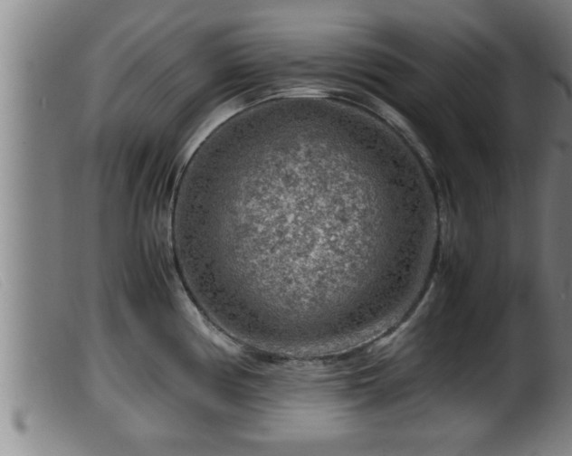 X0000099531194200805231054