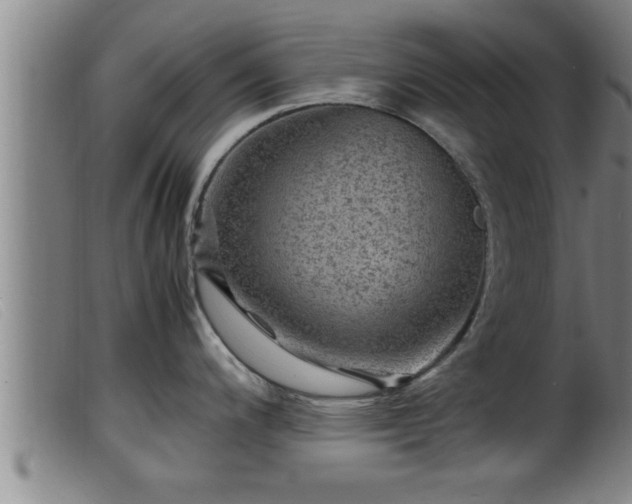 X0000099531200200805231054