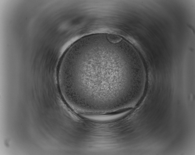 X0000099531230200805231054