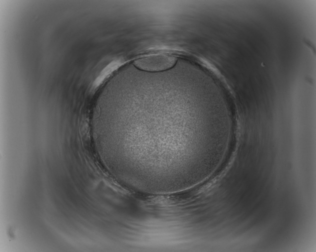 X0000099531259200805231053