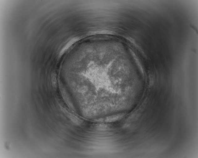 X0000099531266200805231053