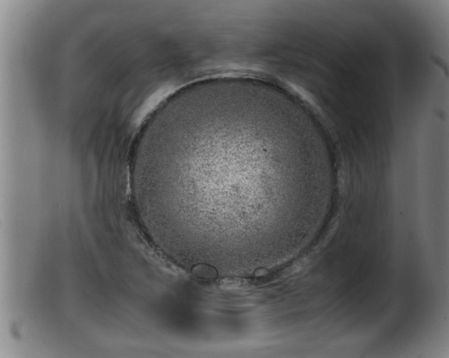 X0000099531267200805231053