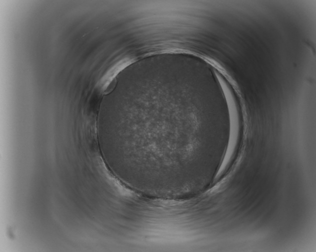 X0000099531289200805231053