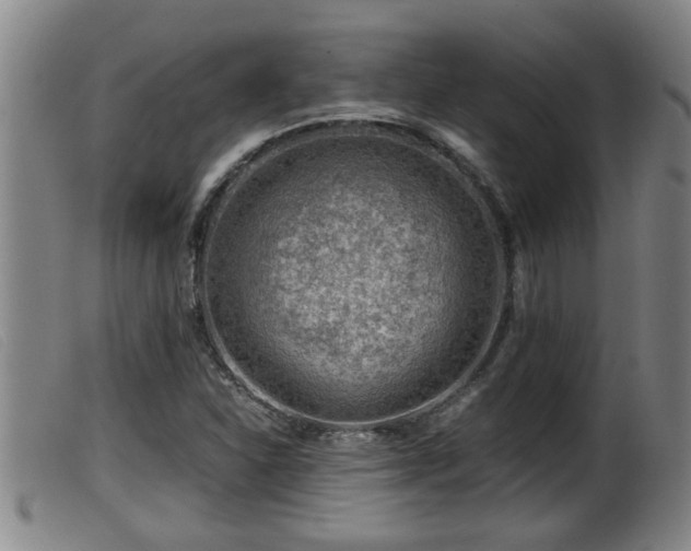 X0000099531310200805231052