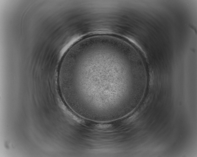 X0000099531325200805231052