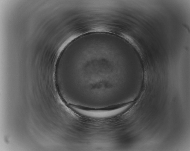 X0000099531331200805231052