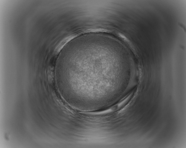 X0000099531361200805231052