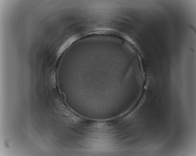 X0000099531362200805231052