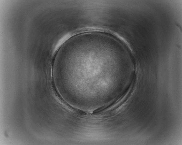 X0000099531365200805231052