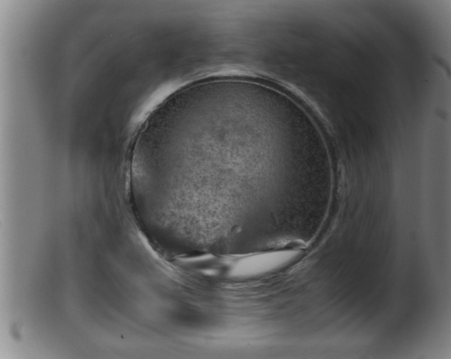 X0000099531367200805231052