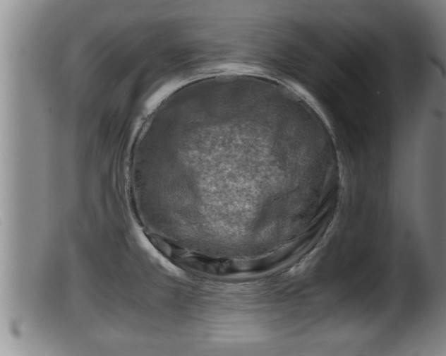 X0000099531381200805231052