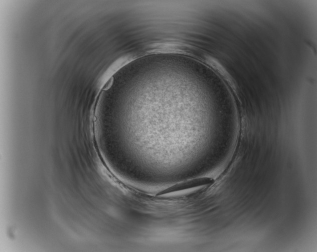 X0000099531386200805231051