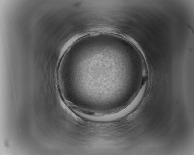 X0000099531389200805231051