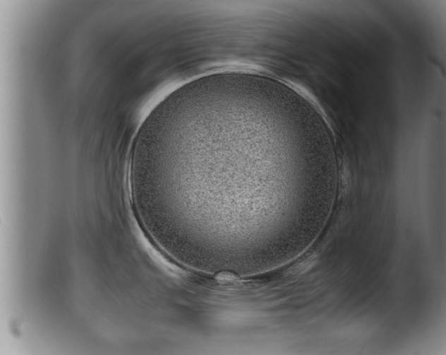 X0000099531391200805231051
