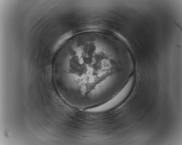 X0000099531411200805231051