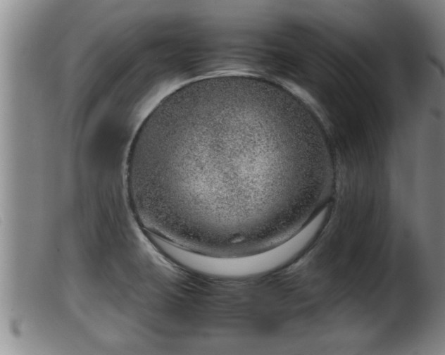 X0000099531423200805231051