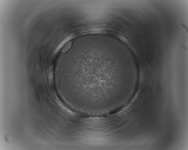 X0000099531450200805231050