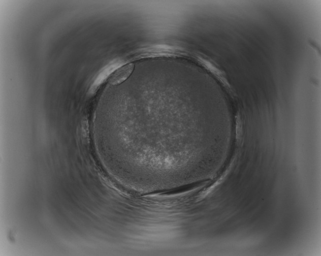X0000099531453200805231050