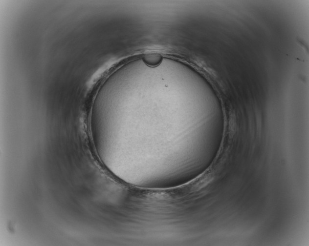 X0000099531454200805231050