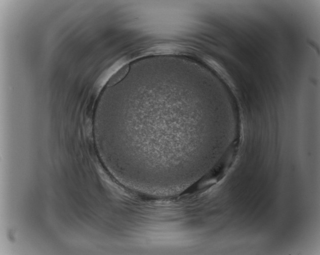 X0000099531465200805231050