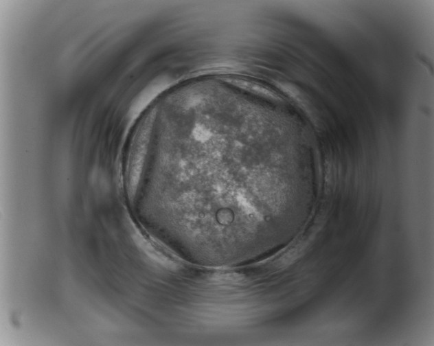 X0000099531466200805231050