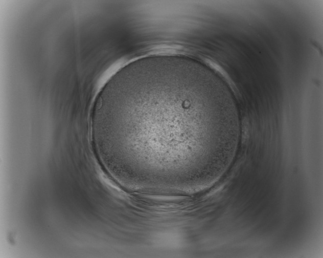 X0000099531467200805231050