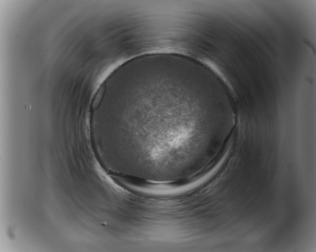 X0000099531468200805231050