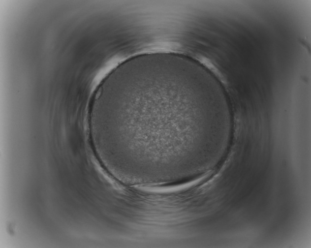 X0000099531469200805231050
