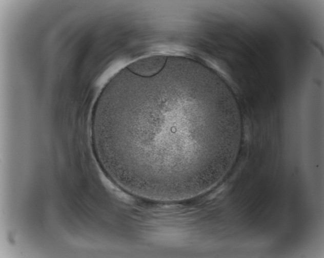 X0000099531471200805231050
