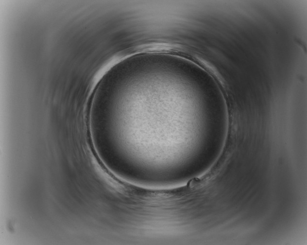 X0000099531475200805231050