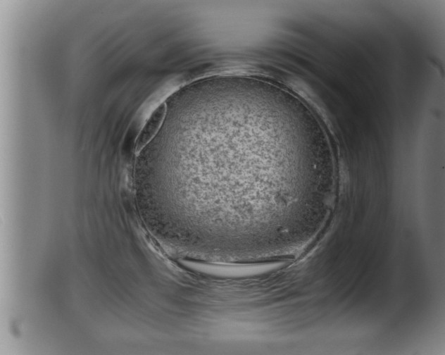 X0000099531481200805231050