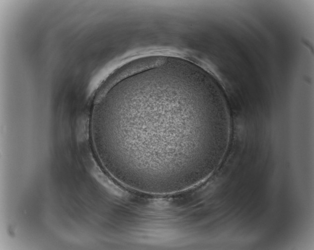 X0000099531504200805231049